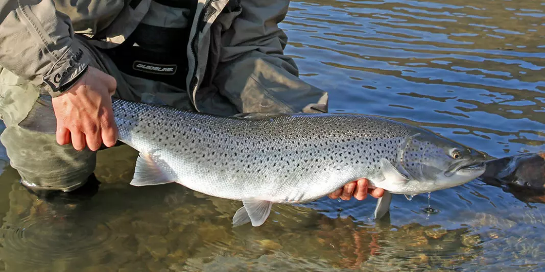Researchers in Norway will be checking large numbers of trout to figure out what factors are the greatest disrupters of the wild fish. With this information, researchers might be able take action to help increase the sea trout population again.