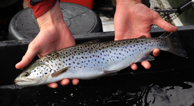 The researchers have looked at what diseases the fish have and how they affect fish behaviour. The researchers have looked at what diseases the fish have and how they affect fish behaviour.