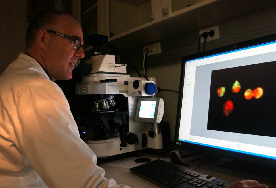 Pål Selbo studerer levende kreftceller i mikroskop. Rød farge indikerer at det fotosensibiliserende stoffet er aktivert. (Foto: Arnfinn Christensen, forskning.no.)