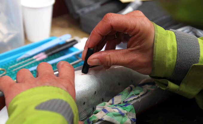 Fish must be tagged electronically so that researchers can track them. Fish must be tagged electronically so that researchers can track them.