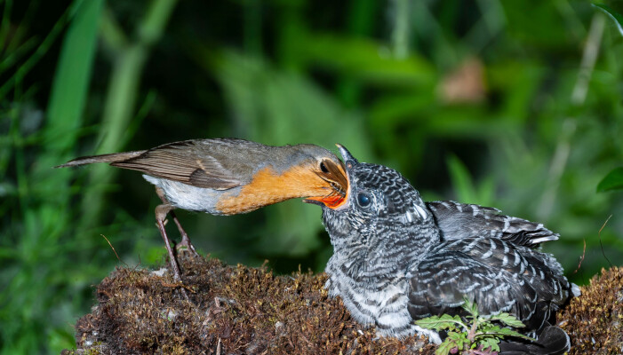 Rødstrupe (Erithacus rubecula) i rollen som fosterforelder til venstre, gjøkkylling (Cuculus canorus) til høyre. Gjøkungen blir fort mye større enn fosterforeldrene sine. Men det ser ikke ut til å vekke mistanke hos vertsfuglene. Rødstrupe (Erithacus rubecula) i rollen som fosterforelder til venstre, gjøkkylling (Cuculus canorus) til høyre. Gjøkungen blir fort mye større enn fosterforeldrene sine. Men det ser ikke ut til å vekke mistanke hos vertsfuglene.