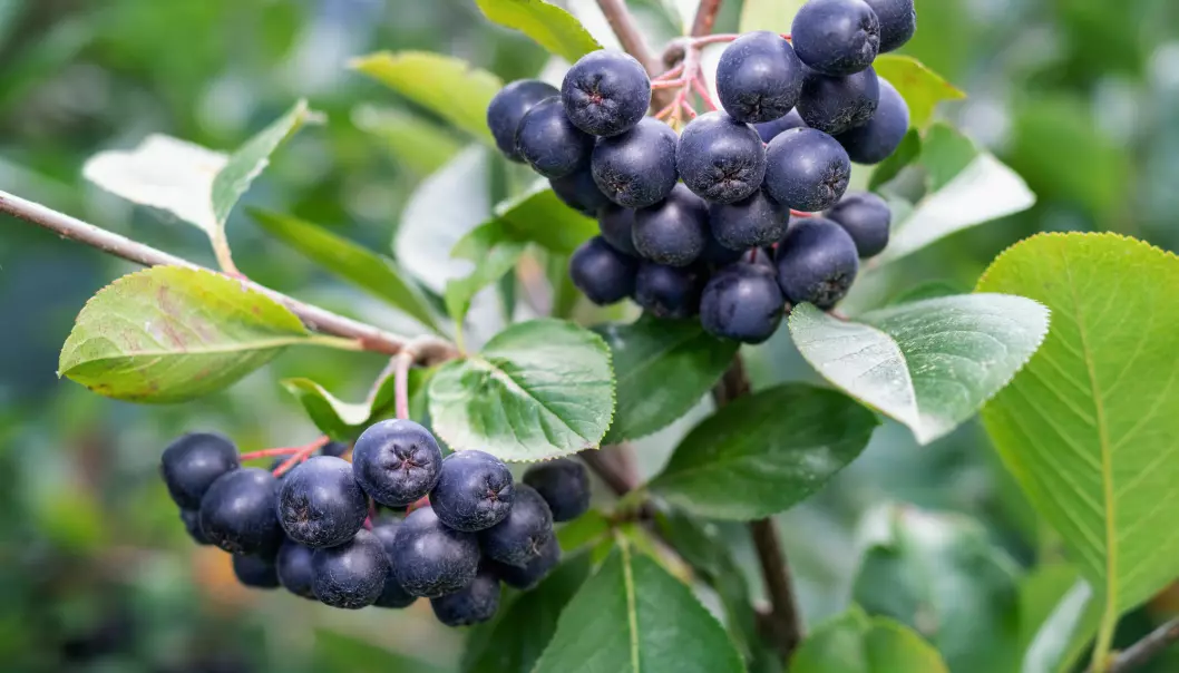 Aronia-planten har flere antioksidanter enn blåbær. Nå vil forskere styrke immunforsvaret til eldre og søker sykehjem i Agder som vil være med på forskningsprosjekt.