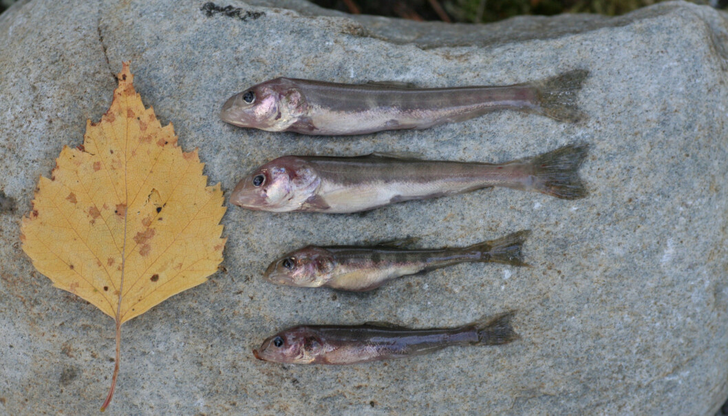 Four examples of the newly discovered tiny deep water char. For comparison of size - a small leaf. Four examples of the newly discovered tiny deep water char. For comparison of size - a small leaf.