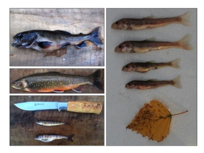 Montage of the four different typs of char. Top left is the fish eating char, which is the biggest one. Under this one, a regular char, which eats insects, larvae and plankton. Bottom left is the dwarf, which lives deeper down where there is less feed. And on the right hand side - the smalles deep water char, living at such depths that there is very little feed available. Montage of the four different typs of char. Top left is the fish eating char, which is the biggest one. Under this one, a regular char, which eats insects, larvae and plankton. Bottom left is the dwarf, which lives deeper down where there is less feed. And on the right hand side - the smalles deep water char, living at such depths that there is very little feed available.