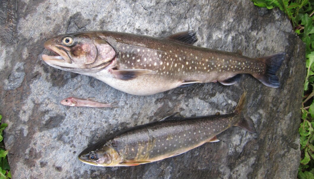 Three of the four discovered species of char. At the top - the fish eating char, bottom - the regualar char, and in the middle, the smallest one - the deep water char. Three of the four discovered species of char. At the top - the fish eating char, bottom - the regualar char, and in the middle, the smallest one - the deep water char.