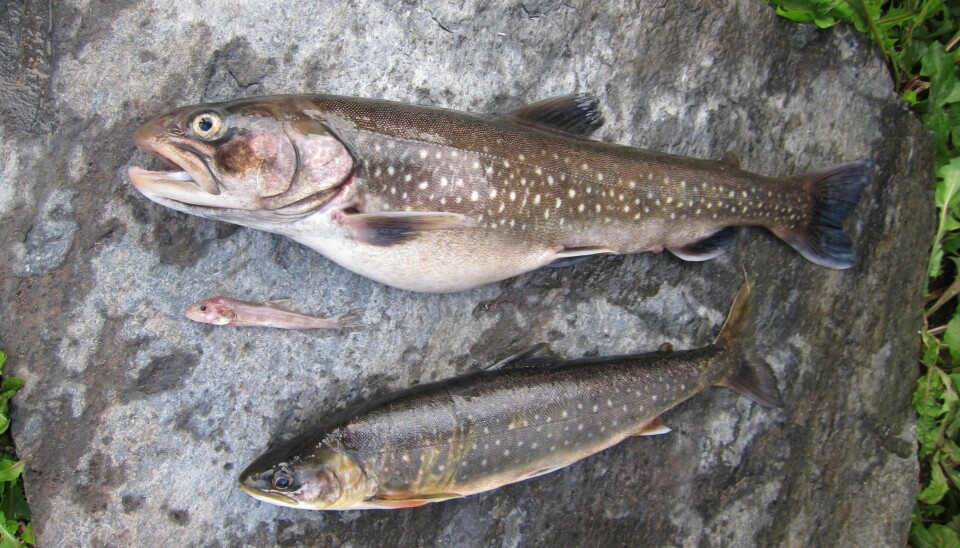 Three of the four discovered species of char. At the top - the fish eating char, bottom - the regualar char, and in the middle, the smallest one - the deep water char.