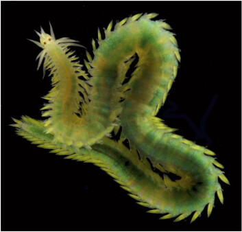 Eulalia viridis, en fem centimeter lang, rovlevende art fra hardbunn på grunt vann, finnes ofte gjemt blant alger. (Foto: Fredrik Pleijel) Eulalia viridis, en fem centimeter lang, rovlevende art fra hardbunn på grunt vann, finnes ofte gjemt blant alger. (Foto: Fredrik Pleijel)