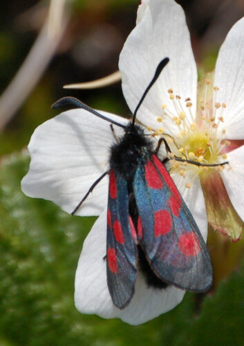 Blir du sulten av å se denne karen bør du ikke høre på magen. Bloddråpesvermere inneholder nemlig giften cyanid. (Foto: Arnstein Rønning/Wikimedia Commons) Blir du sulten av å se denne karen bør du ikke høre på magen. Bloddråpesvermere inneholder nemlig giften cyanid. (Foto: Arnstein Rønning/Wikimedia Commons)