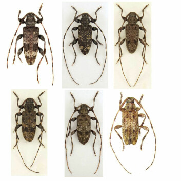 Hanner fra de seks nye artene fra billefamilien Trebukker. (Foto: Zootaxa)