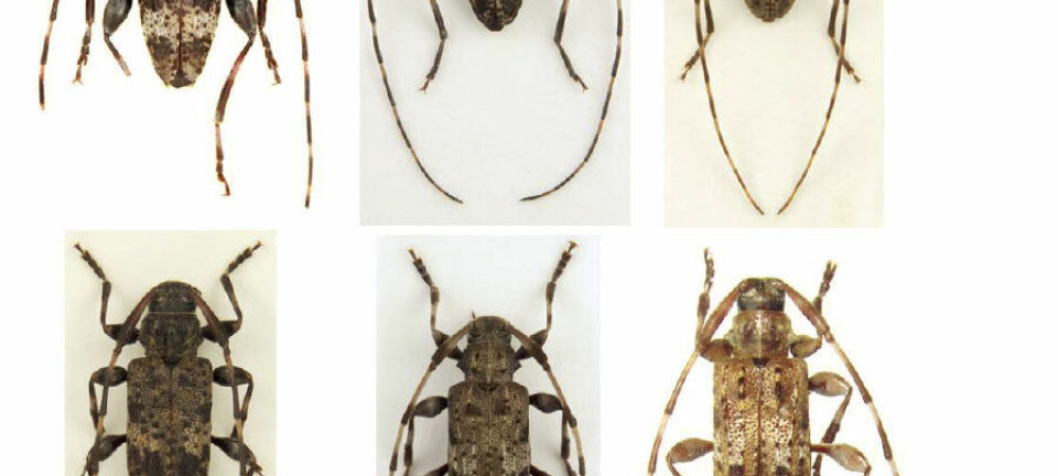 Hanner fra de seks nye artene fra billefamilien Trebukker. Zootaxa