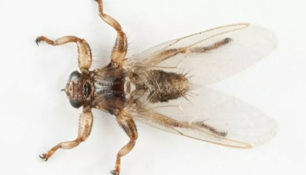 Bestanden av hjortelusfluer har sannsynligvis nådd sin grense på Østlandet og på Sørlandet. Nå kan den komme til Vestlandet og til Trøndelag, tror forsker.