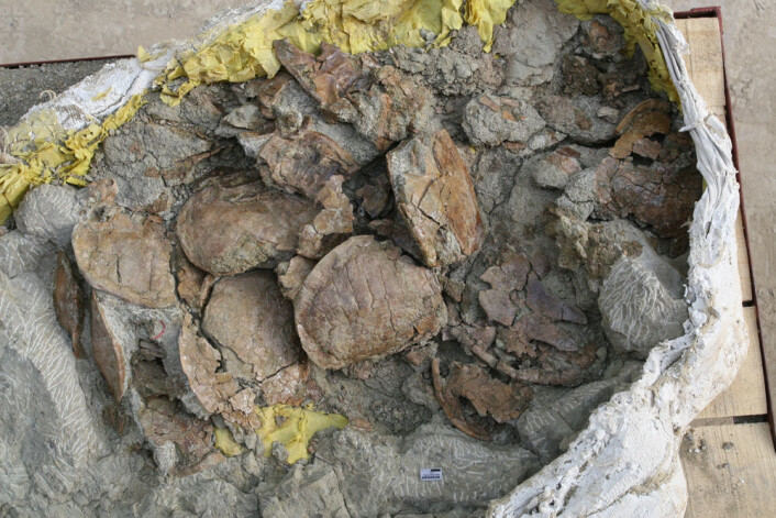 Fossiler tett i tett: En blokk fra skilpaddelaget blir preparert. (Foto: Museum für Naturkunde Berlin) Fossiler tett i tett: En blokk fra skilpaddelaget blir preparert. (Foto: Museum für Naturkunde Berlin)