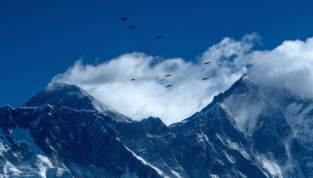 Mount Everest er toppen av verden, og relativt ugjestfritt. Mange har dødd i forsøket på å klatre helt opp. Men de siste årene har det blitt litt lettere å klare det, viser en ny studie. Forskere peker på tau, erfarne guider og værmeldinger som grunner til det. Mount Everest er toppen av verden, og relativt ugjestfritt. Mange har dødd i forsøket på å klatre helt opp. Men de siste årene har det blitt litt lettere å klare det, viser en ny studie. Forskere peker på tau, erfarne guider og værmeldinger som grunner til det.
