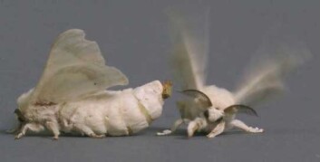 Hunnens lettflyktige feromon, bombykol, som frigis fra en kjertel på bakkroppen, gjenkjennes av hannens spesifikke feromonsystem. Signalet utløser en stereotyp adferdsrespons hos hannen. (Foto: biology-blog.com) Hunnens lettflyktige feromon, bombykol, som frigis fra en kjertel på bakkroppen, gjenkjennes av hannens spesifikke feromonsystem. Signalet utløser en stereotyp adferdsrespons hos hannen. (Foto: biology-blog.com)