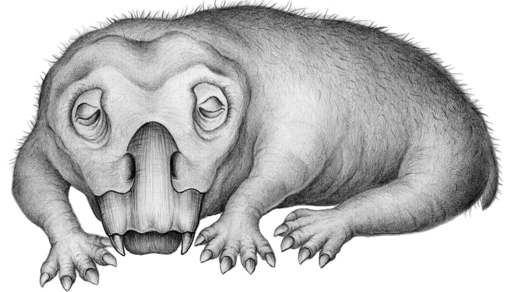 Lystrosaurus levde for rundt 250 millioner år siden og kan ha sett slik ut. Lystrosaurus levde for rundt 250 millioner år siden og kan ha sett slik ut.