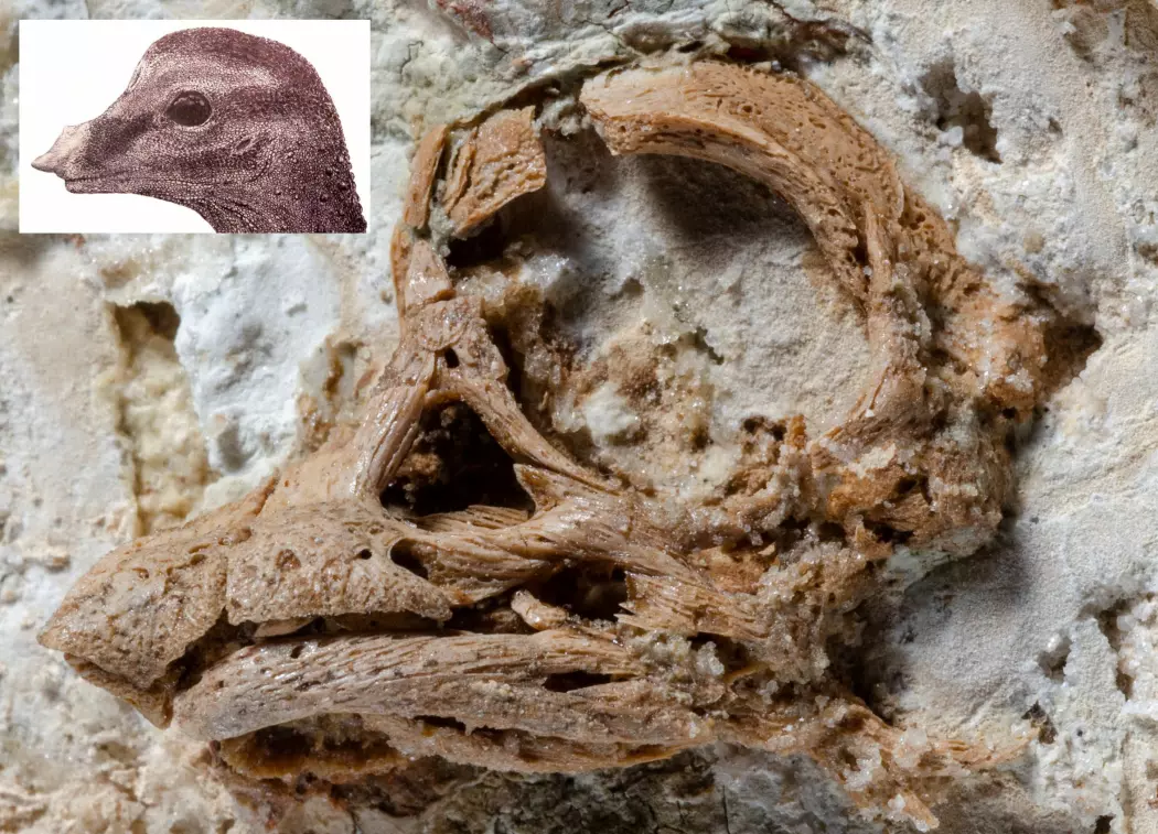 Dette er den lille hodeskallen til en babydinosaur før den kommer ut av egget. Skallen er 80 millioner år gammel. Tegningen viser hvordan forskerne tror babyen kan ha sett ut.