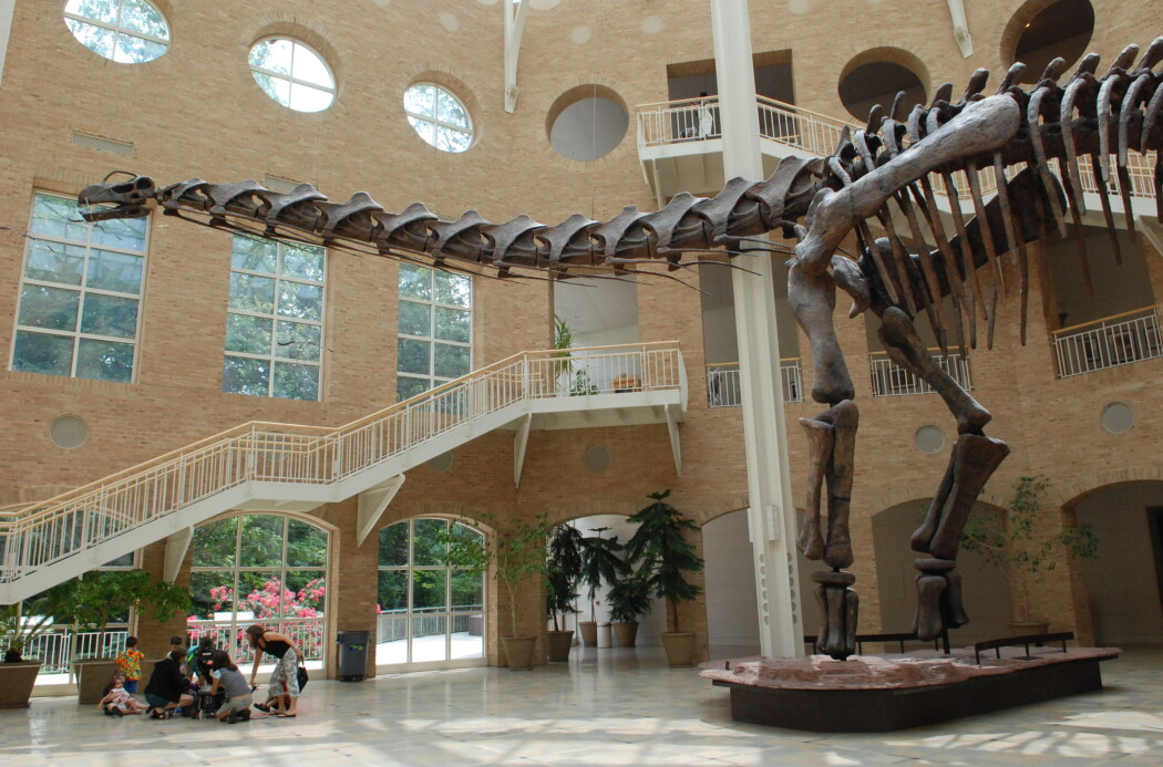 En av de største titanosaurene var Argentinosauren. Her er skjelettet av en Argentinosaurus på Fernbank Museum i Atlanta i USA. En av de største titanosaurene var Argentinosauren. Her er skjelettet av en Argentinosaurus på Fernbank Museum i Atlanta i USA.