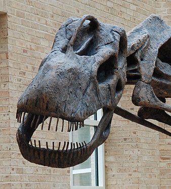 Ansiktet til en voksen Argentinosaur. Snuten er ganske flat og øynene sitter på sidene. Ansiktet til en voksen Argentinosaur. Snuten er ganske flat og øynene sitter på sidene.