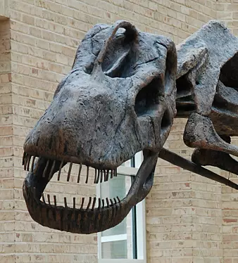 Ansiktet til en voksen Argentinosaur. Snuten er ganske flat og øynene sitter på sidene.