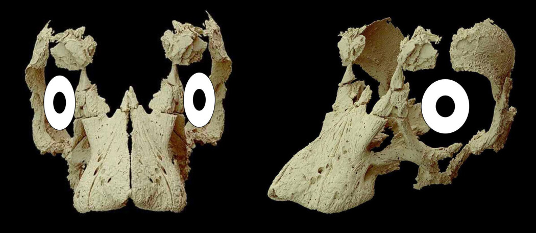 Slik tror forskerne at øynene satt. Hvis de har rett, kunne den lille dinosaurbabyen bedømme hvor langt unna ting den så befant seg. Slik tror forskerne at øynene satt. Hvis de har rett, kunne den lille dinosaurbabyen bedømme hvor langt unna ting den så befant seg.
