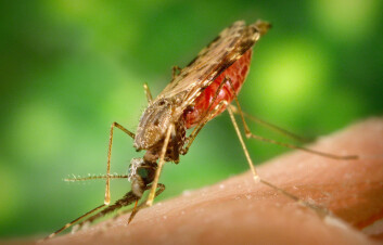 Anopheles albimanus er en av myggartene som kan spre malaria. (Foto: Wikimedia Commons) Anopheles albimanus er en av myggartene som kan spre malaria. (Foto: Wikimedia Commons)