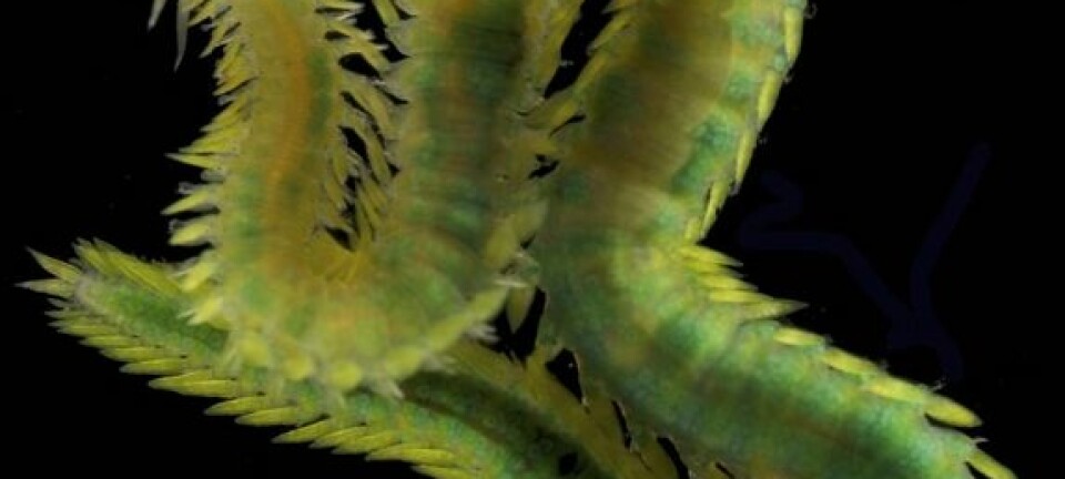 Eulalia viridis, en fem centimeter lang, rovlevende art fra hardbunn på grunt vann, finnes ofte gjemt blant alger. Fredrik Pleijel