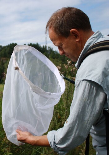 Entomolog Geir Søli er ikke fornøyd med dagens insektfangst. (Foto: Ida Korneliussen) Entomolog Geir Søli er ikke fornøyd med dagens insektfangst. (Foto: Ida Korneliussen)