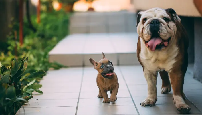 Fransk og engelsk bulldog. Fransk og engelsk bulldog.
