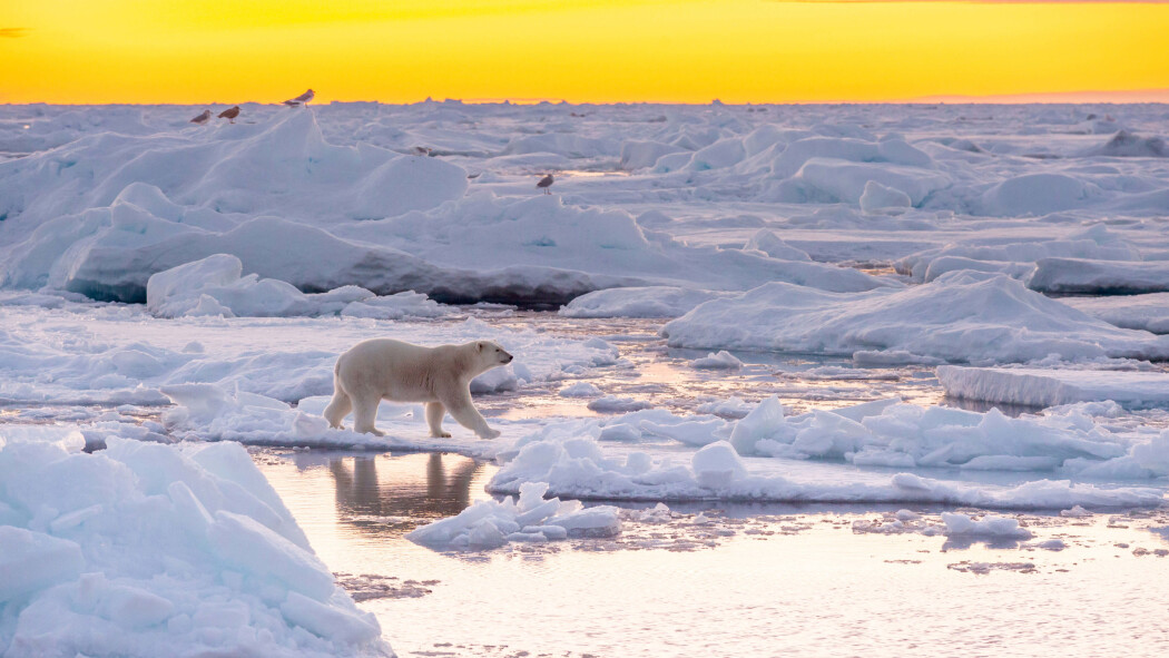 Oppvarmingen av havet har konsekvenser. Arter som trenger snø og kulde har endret adferd, blitt færre og står i fare for utryddelse. Dette bildet er fra Framstredet i 2019. Oppvarmingen av havet har konsekvenser. Arter som trenger snø og kulde har endret adferd, blitt færre og står i fare for utryddelse. Dette bildet er fra Framstredet i 2019.
