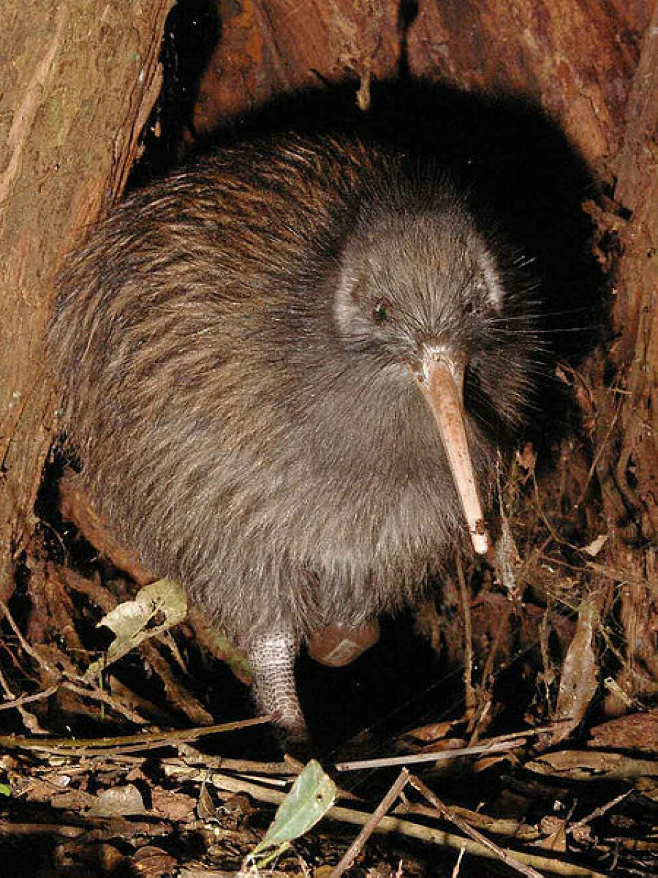 Historien fortsetter. Idag står kiwiene på New Zealand i fare for å forsvinne. (Foto: Maungatautari Ecological Island Trust/Wikimedia Commons)
