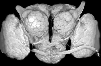 Nattsvermerhjernen sett forfra. Ved bruk av en spesiell immunofargingsteknikk, er velorganiserte synapseområder synliggjort. For eksempel kan hjernens primære luktsenter, antenneloben, som består av karakteristiske kuleformede strukturer, ses i hver hemisfære. Ved antennelobens øvre del, ser vi den såkalte antennenerven - som altså tilsvarer vår luktenerve. (Foto: NTNU) Nattsvermerhjernen sett forfra. Ved bruk av en spesiell immunofargingsteknikk, er velorganiserte synapseområder synliggjort. For eksempel kan hjernens primære luktsenter, antenneloben, som består av karakteristiske kuleformede strukturer, ses i hver hemisfære. Ved antennelobens øvre del, ser vi den såkalte antennenerven - som altså tilsvarer vår luktenerve. (Foto: NTNU)