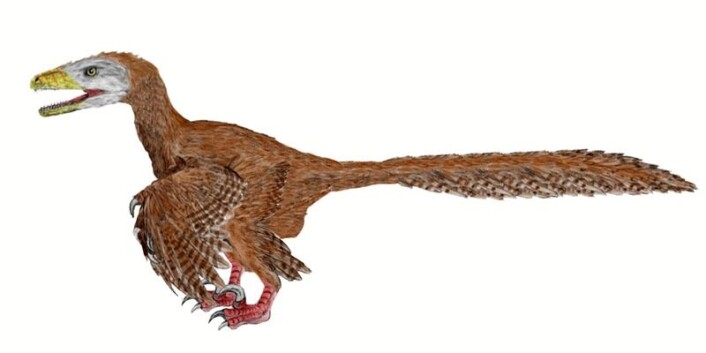 Dinosauren Deinonychus antirrhopus – «fryktelige klo» – hadde fjær. Men kan vi i dag, 110 millioner år senere, si hvilken farge fjærene hadde? Det blir nå diskutert. (Foto: (Illustrasjon: Nobu Tamura, Wikimedia Commons)) Dinosauren Deinonychus antirrhopus – «fryktelige klo» – hadde fjær. Men kan vi i dag, 110 millioner år senere, si hvilken farge fjærene hadde? Det blir nå diskutert. (Foto: (Illustrasjon: Nobu Tamura, Wikimedia Commons))
