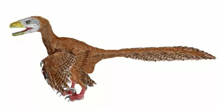 Dinosauren Deinonychus antirrhopus – «fryktelige klo» – hadde fjær. Men kan vi i dag, 110 millioner år senere, si hvilken farge fjærene hadde? Det blir nå diskutert. (Foto: (Illustrasjon: Nobu Tamura, Wikimedia Commons))