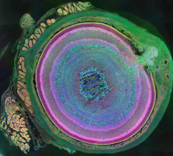 Et museøye slik det ser ut dersom de forskjellige bestanddelene farges etter hvilke aminosyrer de inneholder. (Foto: Bryan William Jones/University of Utah/Moran Eye Center) Et museøye slik det ser ut dersom de forskjellige bestanddelene farges etter hvilke aminosyrer de inneholder. (Foto: Bryan William Jones/University of Utah/Moran Eye Center)