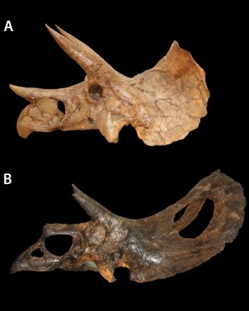 Triceratopsskalle øverst, Torosaurus under. Er den øverste egentlig bare en ung utgave av kjempen nederst? (Foto: Longrich & Field/PLoS One) Triceratopsskalle øverst, Torosaurus under. Er den øverste egentlig bare en ung utgave av kjempen nederst? (Foto: Longrich & Field/PLoS One)