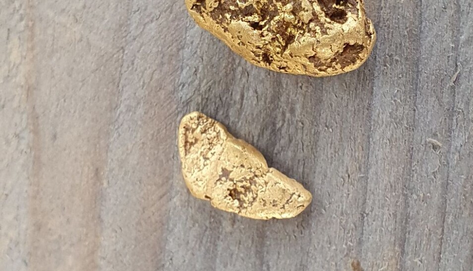 Er du usikker på om du har funnet gull? Hvis det du finner ser ut som en gammel tyggegummi, kan det være gull.