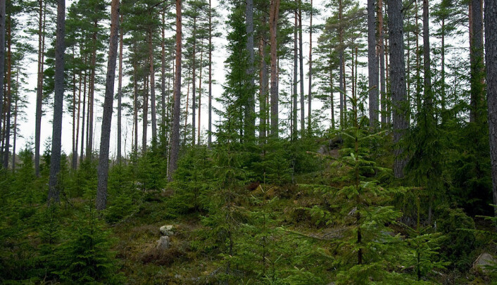 Av verdens opprinnelige skoger er det bare de tropiske regnskogene som har bevart sin naturlige artssammensetning over større områder og dermed kan kalles urskoger. (Foto: Colourbox.com) Av verdens opprinnelige skoger er det bare de tropiske regnskogene som har bevart sin naturlige artssammensetning over større områder og dermed kan kalles urskoger. (Foto: Colourbox.com)