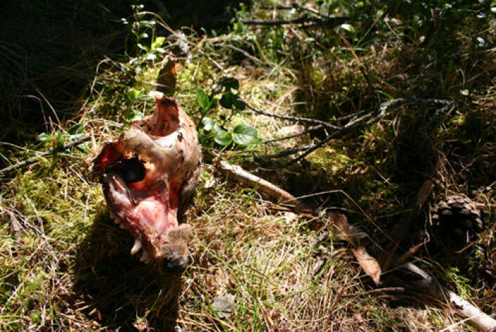 Skalle av bjørneunge funnet på sted der hannbjørn har angrepet en hunnbjørn med unger. (Foto: Sam Steyaert) Skalle av bjørneunge funnet på sted der hannbjørn har angrepet en hunnbjørn med unger. (Foto: Sam Steyaert)