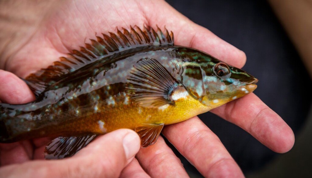 Berggylt er den største av leppefiskane, og er populær som reinsefisk i oppdrettsanlegg. Berggylt er den største av leppefiskane, og er populær som reinsefisk i oppdrettsanlegg.