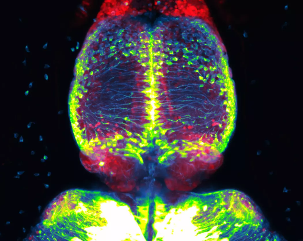 Bildet viser deler av hjernen til en sebrafisk, inkludert hjernedelen habenula. De grønne prikkene er morceller, som kan dele seg og gi nye hjerneceller. Det finnes mange slike celler i hjernen til sebrafisk. Dette gjør også at disse dyra har stor evne til å reparere skader i hjernen.