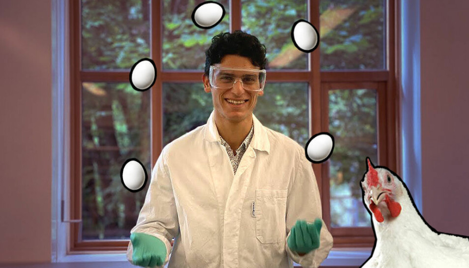 Gerios Farah samler inn egg for å bruke i forskningen. Da hender det at et egg går i tusen knas.