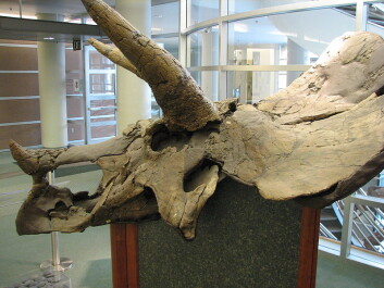 Triceratopsskallen er satt sammen av flere bein, som grodde mer og mer sammen etter hvert som dyret ble eldre. Men hvor kjapt foregikk den prosessen? (Foto: EncycloPetey/Wikimedia Creative Commons) Triceratopsskallen er satt sammen av flere bein, som grodde mer og mer sammen etter hvert som dyret ble eldre. Men hvor kjapt foregikk den prosessen? (Foto: EncycloPetey/Wikimedia Creative Commons)
