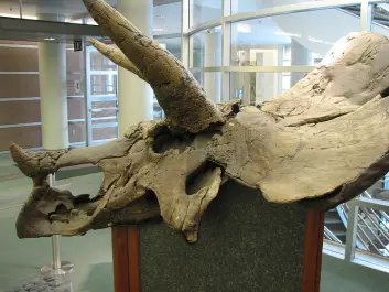 Triceratopsskallen er satt sammen av flere bein, som grodde mer og mer sammen etter hvert som dyret ble eldre. Men hvor kjapt foregikk den prosessen? (Foto: EncycloPetey/Wikimedia Creative Commons)
