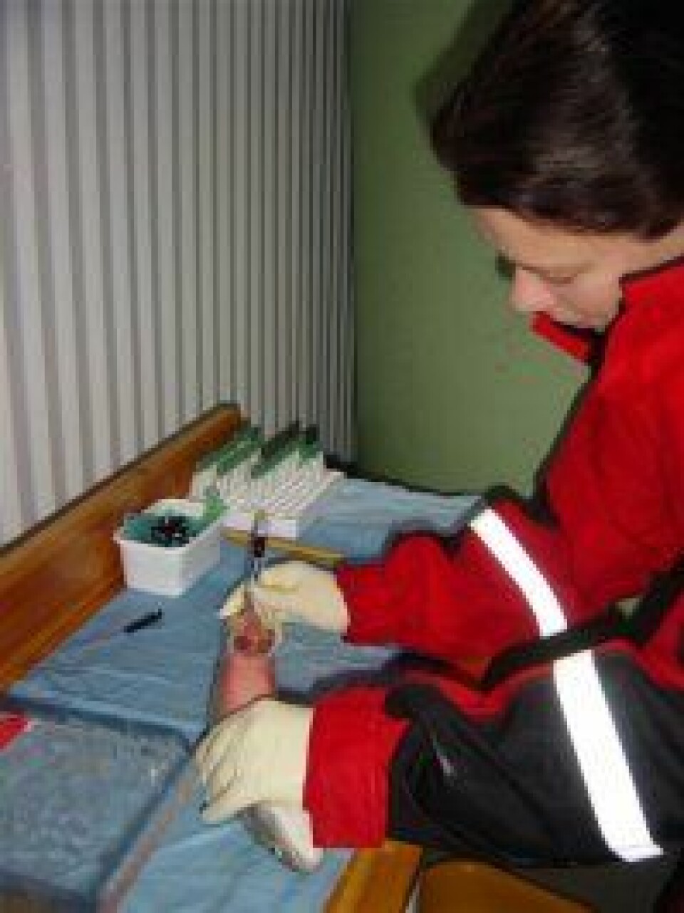 'Linda Hansen tar blodprøve av røye for å analysere for kjønnshormon-nivå. Når røya modner skyter nivåene av bl.a. testosteron og estradiol i været, og samtidig kan fisken bli svært aggressiv. (Foto: L. Hansen)'