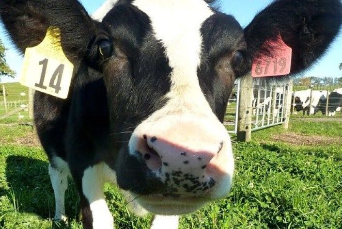 Kua Daisy gir melk som er fri for ett protein som gir allergier, men har mer av et annet. (Foto: AgResearch) Kua Daisy gir melk som er fri for ett protein som gir allergier, men har mer av et annet. (Foto: AgResearch)