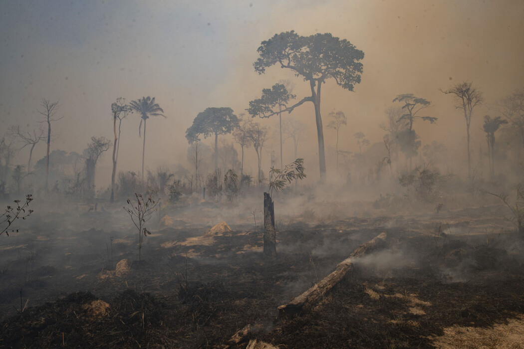 Et utbrent skogsområde i nærheten av Novo Progresso i den brasilianske delstaten Para i siste halvdel av august. Kvegbønder skal ha stått bak avskogingen i dette området. Et utbrent skogsområde i nærheten av Novo Progresso i den brasilianske delstaten Para i siste halvdel av august. Kvegbønder skal ha stått bak avskogingen i dette området.