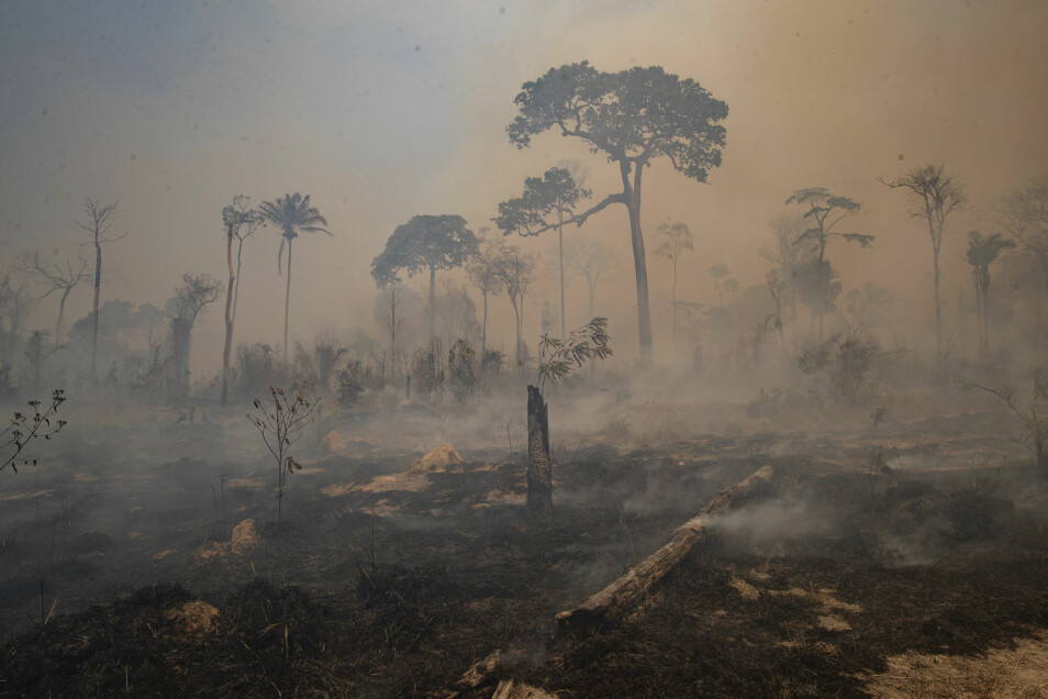 Et utbrent skogsområde i nærheten av Novo Progresso i den brasilianske delstaten Para i siste halvdel av august. Kvegbønder skal ha stått bak avskogingen i dette området.