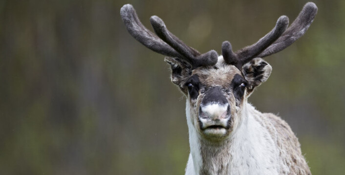 Rein finnes opprinnelig bare på den nordlige halvkule. I dag er rein naturlig utbredt i Canada, Alaska, Norge, Finland, det tidligere Sovjetunionen og Kina, samt på Svalbard og Grønland. (Foto: Colourbox.com) Rein finnes opprinnelig bare på den nordlige halvkule. I dag er rein naturlig utbredt i Canada, Alaska, Norge, Finland, det tidligere Sovjetunionen og Kina, samt på Svalbard og Grønland. (Foto: Colourbox.com)