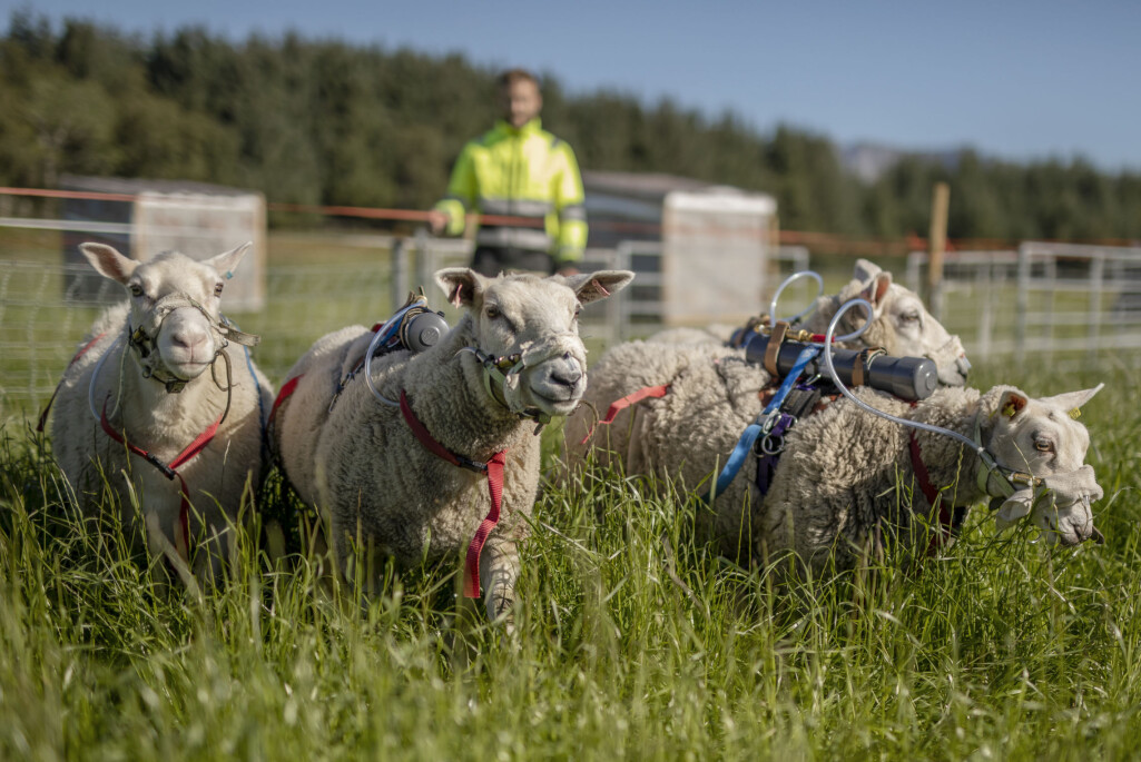 Sauene i forsøket på Tjøtta kan ved første øyekast minne om selvmordsbombere. På ryggen har hver sau en avlang gassbeholder som er festet med seler rundt kroppen. Gassbeholderen samler opp klimagasser som slippes ut når sauen puster og raper. Sauene i forsøket på Tjøtta kan ved første øyekast minne om selvmordsbombere. På ryggen har hver sau en avlang gassbeholder som er festet med seler rundt kroppen. Gassbeholderen samler opp klimagasser som slippes ut når sauen puster og raper.