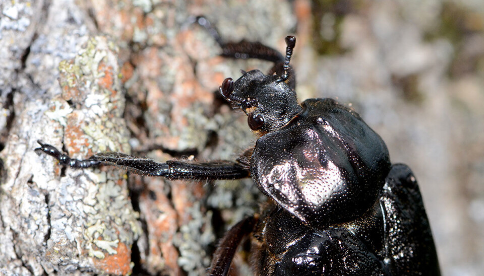 Eremitt er en stor bille i familien Skarabider. Den blir omtrent 2–4 cm lang.